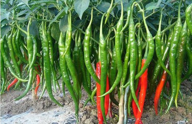 溫室大棚辣椒出現(xiàn)死棵，趕快找原因和方法！司普沃幫您減少損失