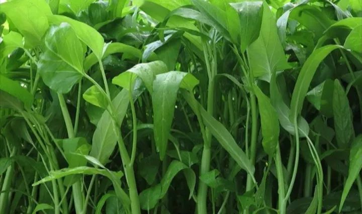 空心菜炭蛆病有哪些癥狀？應(yīng)當(dāng)如何防治？下面司普沃為您解答