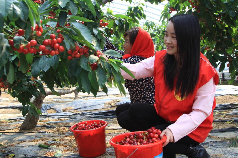 司普沃淺談櫻桃細菌性穿孔病防治技術及發(fā)病規(guī)律