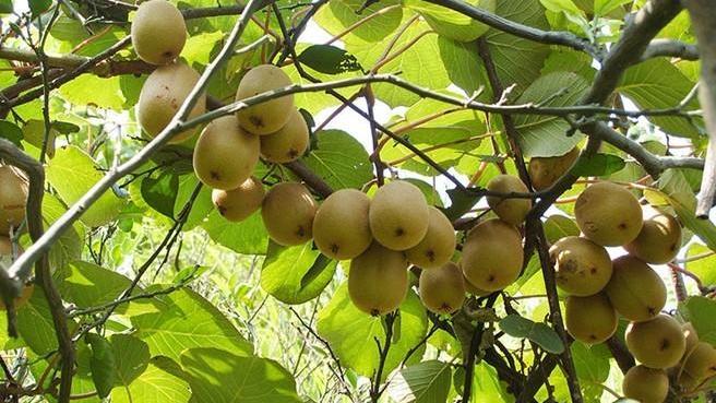 獼猴桃果園防凍及補(bǔ)救措施都有哪些呢？速看司普沃這篇文章