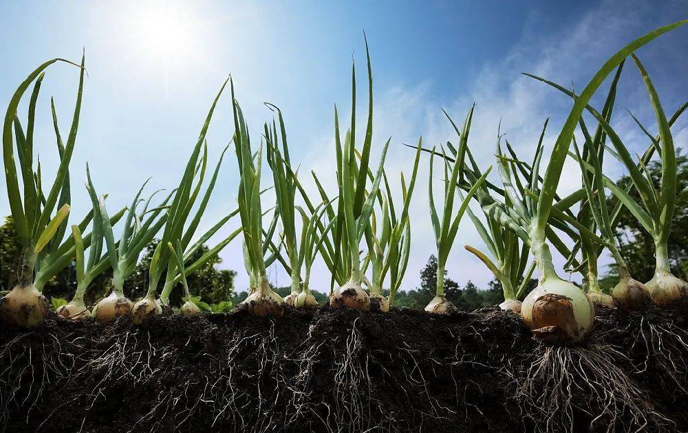 根系受損了，作物必定減產(chǎn)！與司普沃尋找原因和方法