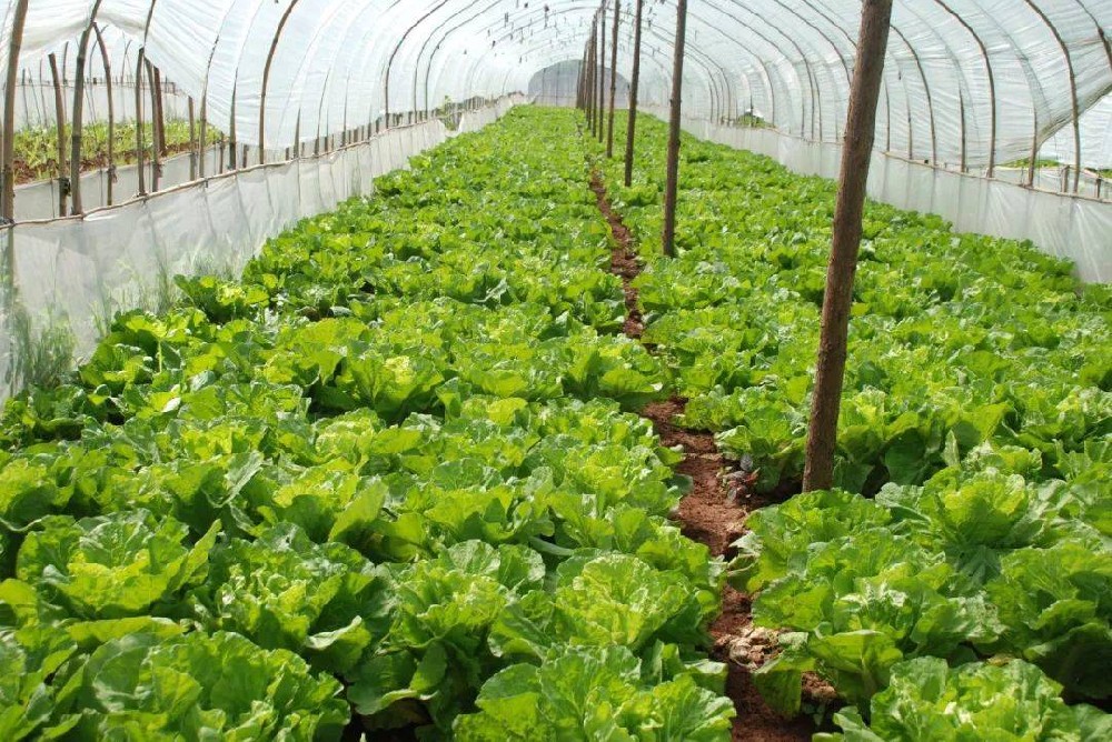 冬季蔬菜生長(zhǎng)緩慢，這該怎么辦？司普沃來(lái)幫您