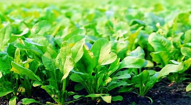 葉面追肥要用到點上，才能起到*大效果，勿做無用功