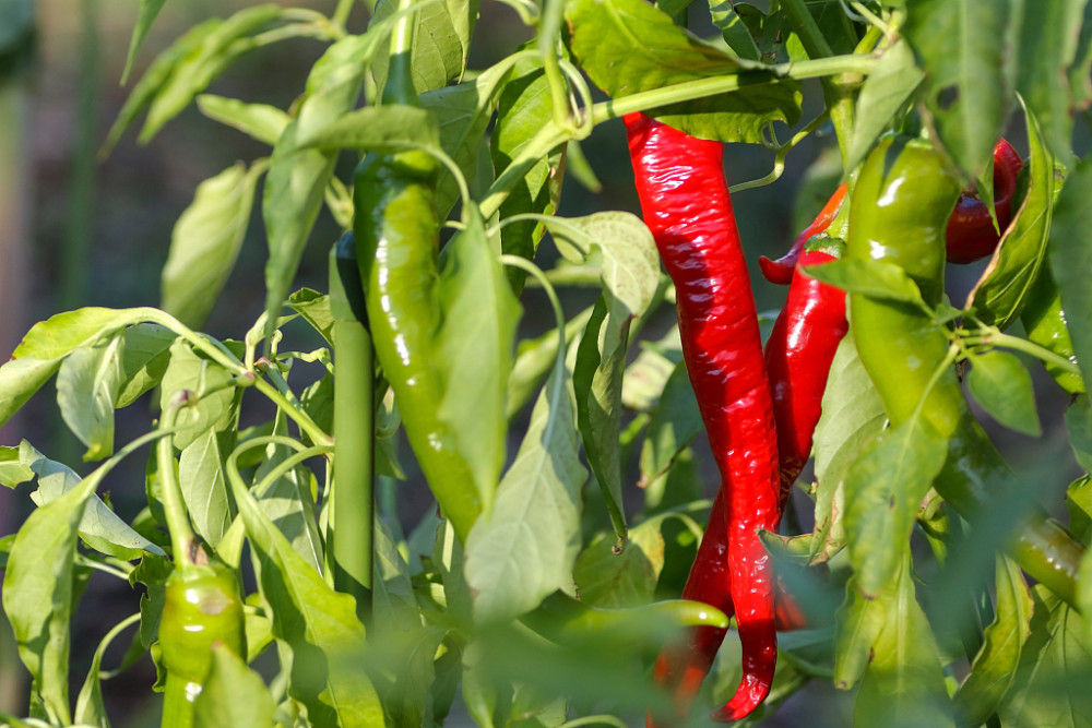 辣椒出現(xiàn)落花落果，原因和防治方法來了，速看