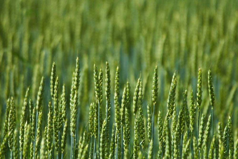 小麥春季如何追肥更高效？快來(lái)看，這里已經(jīng)為您準(zhǔn)備好了