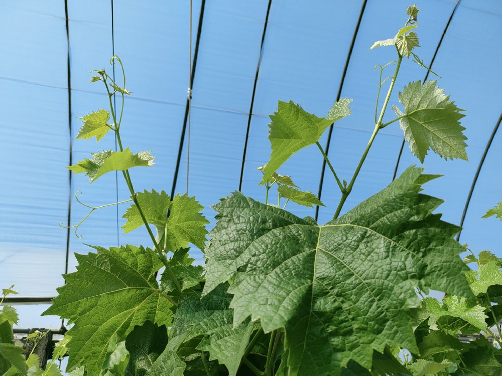 司普沃進(jìn)口水溶肥——陽光玫瑰效果初展示