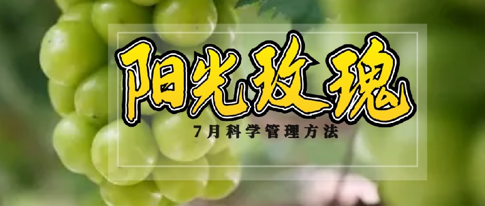 7 月，陽(yáng)光玫瑰種植管理的黃金時(shí)刻
