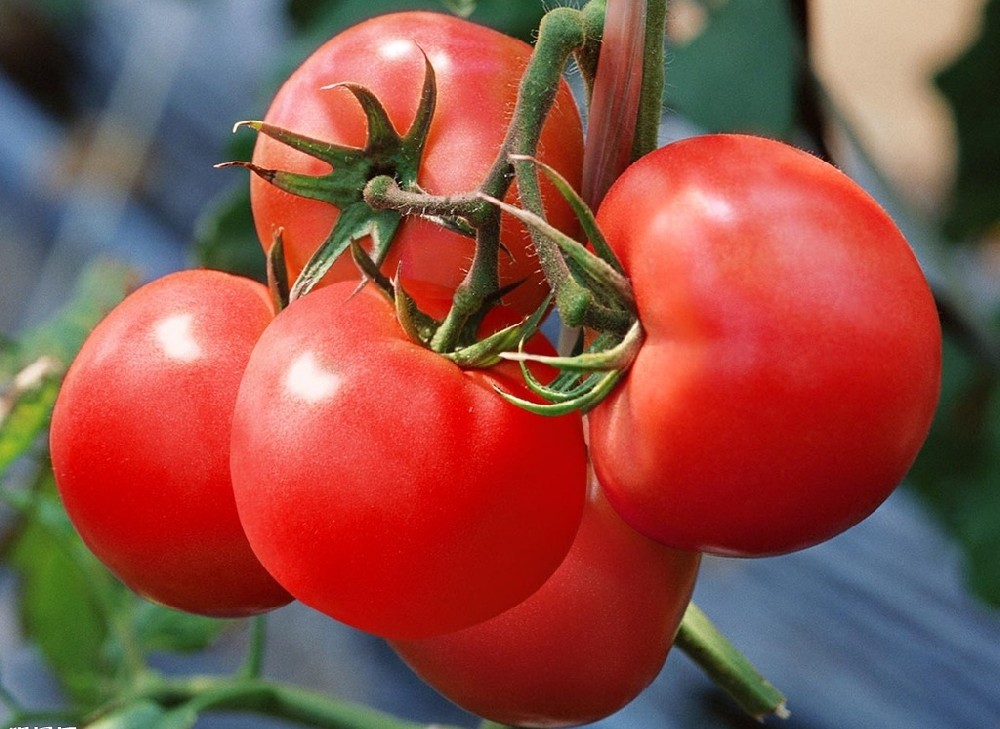 番茄上色難嗎？真不難，這篇文章保準(zhǔn)有用