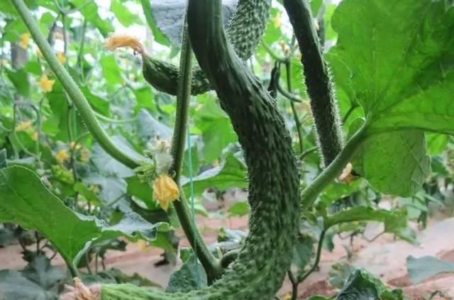 黃瓜主莖不生長，是怎么回事？要如何解決