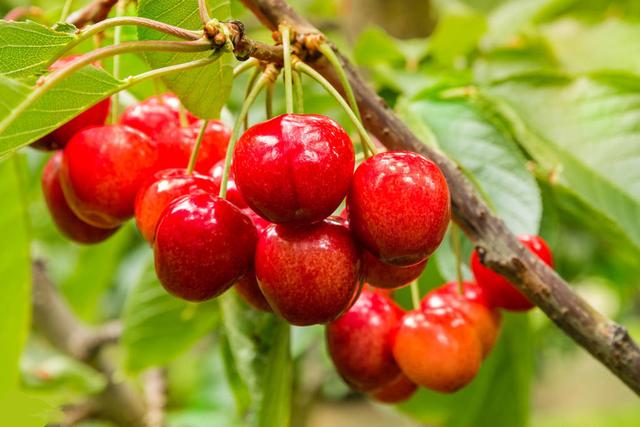 櫻桃死樹現(xiàn)象嚴(yán)重，是什么原因，如何防治